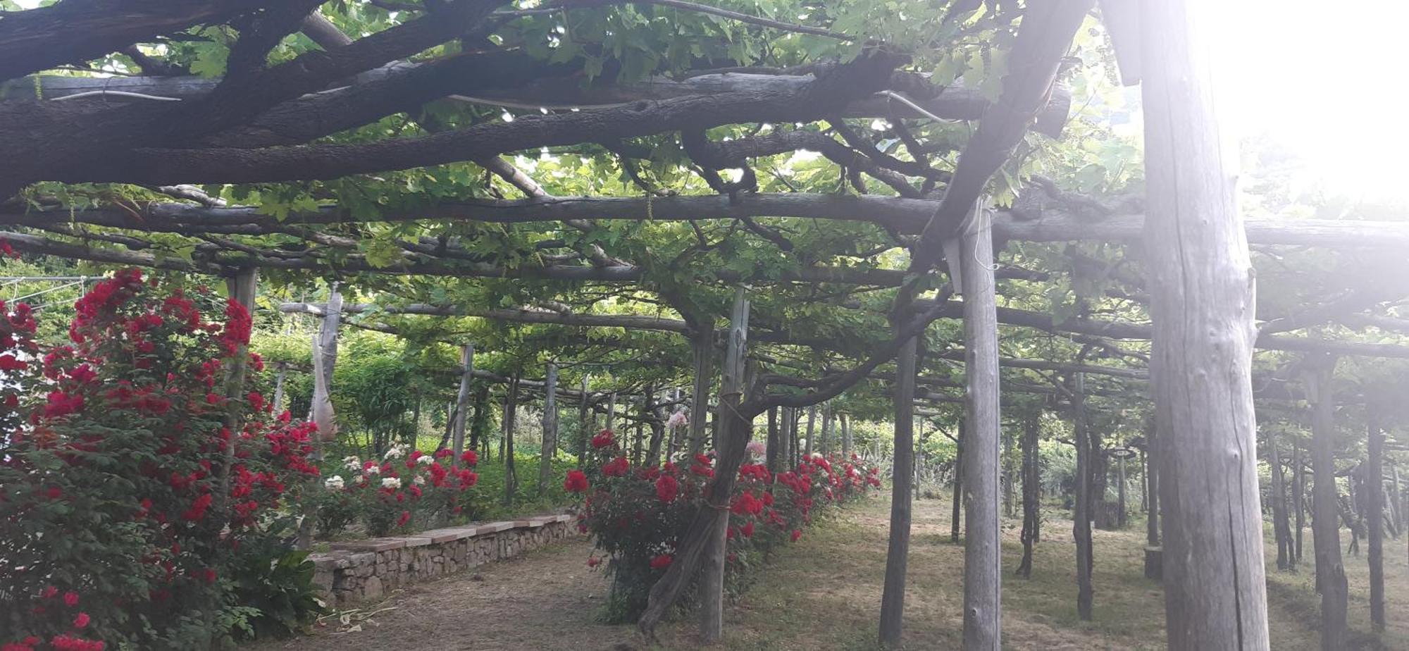 Agriturismo Mare E Monti Tramonti Kültér fotó