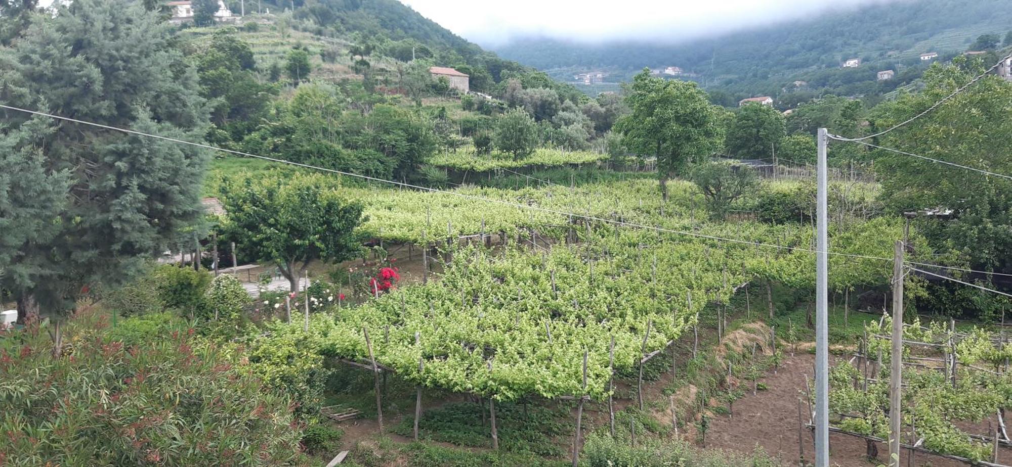 Agriturismo Mare E Monti Tramonti Kültér fotó